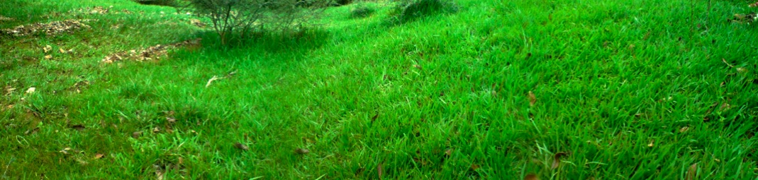 robin meier header image 1